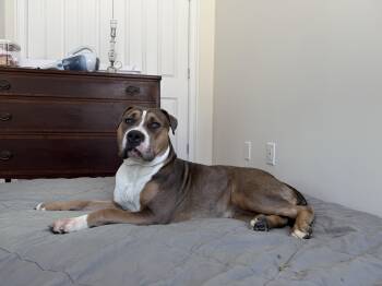 Rescue American Staffordshire Terrier Dogs for Adoption in New York, New York - Lady | PetCurious