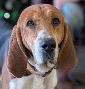 Rescue Treeing Walker Coonhound and Mixed Breed Dogs for Adoption in La Harpe, Kansas - Gerald | PetCurious