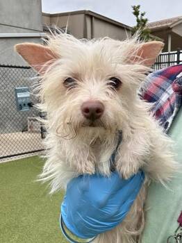 Little Lady -  Mixed Breed Dog for Adoption in Wichita, Kansas - Little Lady | PetCurious