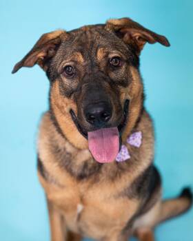 Kennedy -  German Shepherd Dog Dog for Adoption in Pflugerville, Texas - Kennedy | PetCurious