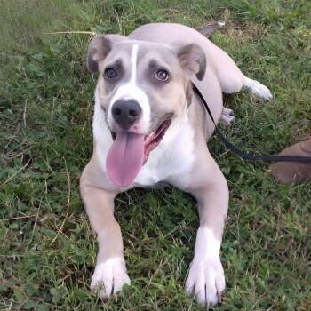 Rescue Mixed Breed Dogs for Adoption in Hopkinton, Massachusetts - Bravo | PetCurious