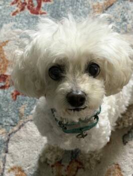 Katie -  Poodle Dog for Adoption in Cuyahoga Falls, Ohio - Katie | PetCurious