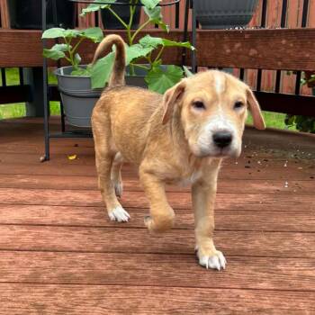 Waylon RW -  Shar Pei and Mixed Breed Dog for Adoption in Austin, Texas - Waylon RW | PetCurious