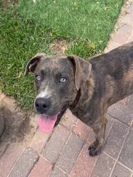 BARK TWAIN -  Labrador Retriever Dog for Adoption in Sugar Land, Texas - BARK TWAIN | PetCurious