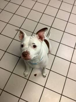 Rescue American Staffordshire Terrier and Mixed Breed Dogs for Adoption in Largo, Florida - Mia | PetCurious