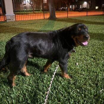 Rottweiler Dogs Available for Adoption in Dallas, Texas - Smokey VI (New Digs) | PetCurious