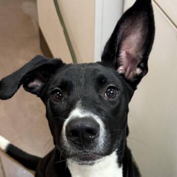 Glados -  Mixed Breed Dog for Adoption in Flagstaff, Arizona - Glados | PetCurious