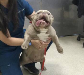 French Bulldog and Mixed Breed Dogs Available for Adoption in Riverside, California - MISS PIGGY | PetCurious