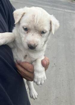 Mixed Breed Dogs Available for Adoption in Dallas, Texas - OLIVER | PetCurious
