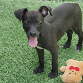 Puppy Meatball -  Chihuahua and Mixed Breed Dog Available for Adoption in Miami, Florida - Puppy Meatball | PetCurious