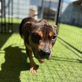 Karol G HW+ -  American Bulldog Dog for Adoption in Tampa, Florida - Karol G HW+ | PetCurious