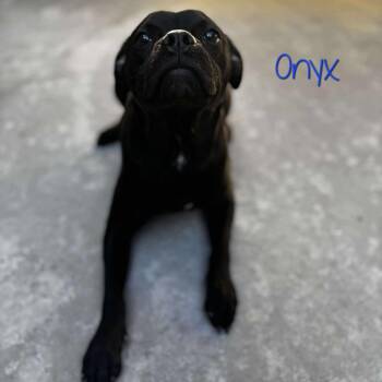 Pug Dogs Available for Adoption - Onyx | PetCurious