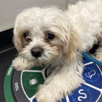 Shih Tzu Dogs Available for Adoption - Storm | PetCurious