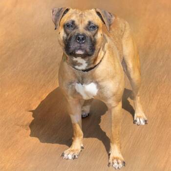 SEAL -  Pit Bull Terrier and Mixed Breed Dog for Adoption in St. Louis, Missouri - SEAL | PetCurious