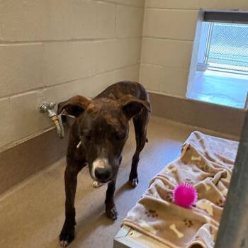 Rey -  Labrador Retriever Dog for Adoption in Hinesville, Georgia - Rey | PetCurious