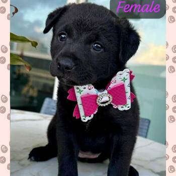 Black Labrador Retriever Dogs Available for Adoption - Lucy | PetCurious