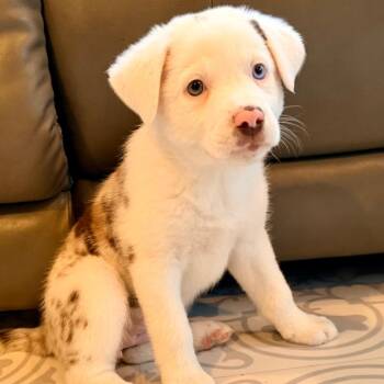 Border Collie Dogs Available for Adoption in La Grange, Kentucky - MUFFIN | PetCurious