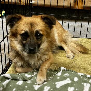 D26-055 Nemo -  Pomeranian and Mixed Breed Dog for Adoption - D26-055 Nemo | PetCurious