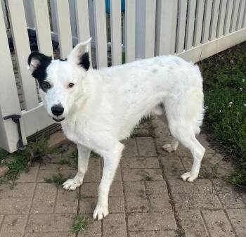 Rescue Border Collie Dogs for Adoption in Auburn, Nebraska - Bairn | PetCurious