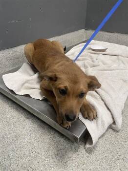 BUTTER -  Carolina Dog and Canaan Dog Dog for Adoption in Tallahassee, Florida - BUTTER | PetCurious