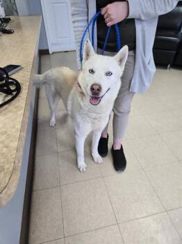 Husky and Mixed Breed Dogs Available for Adoption in Killeen, Texas - LIGHTNING | PetCurious