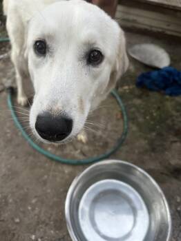 Rescue Husky Dogs for Adoption in San Antonio, Texas - SNOWFLAKE | PetCurious