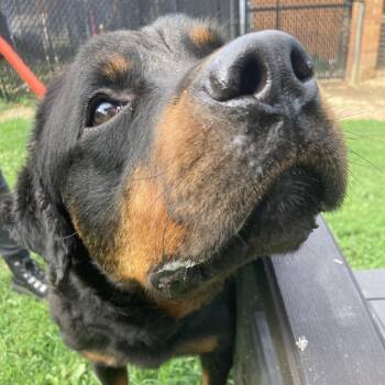 Donald Ross -  Rottweiler Dog for Adoption in Philadelphia, Pennsylvania - Donald Ross | PetCurious