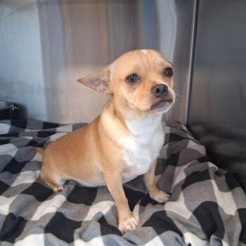Carmen -  Chihuahua and Pug Dog for Adoption in Kingman, Arizona - Carmen | PetCurious