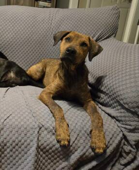 Billy -  Terrier Dog for Adoption in Athens, Tennessee - Billy | PetCurious