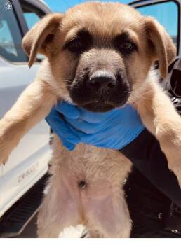 Nacho -  Shepherd Dog for Adoption in Victorville, California - Nacho | PetCurious