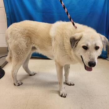 Hudson -  Great Pyrenees Dog for Adoption in Lake Panasoffkee, Florida - Hudson | PetCurious