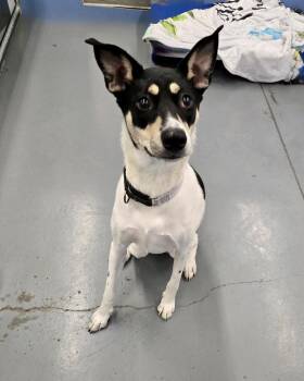 Rescue Rat Terrier Dogs for Adoption in Winter Haven, Florida - Sparkles | PetCurious