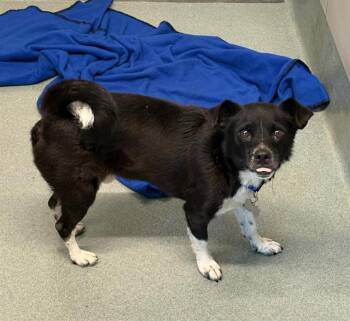 PINTO -  Cairn Terrier and Chihuahua Dog for Adoption in Baytown, Texas - PINTO | PetCurious