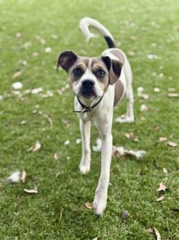 Spinach - 1 -  Parson Russell Terrier and Mixed Breed Dog for Adoption in Daytona Beach, Florida - Spinach - 1 | PetCurious