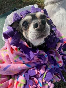 Rescue Chihuahua Dogs for Adoption in Montgomery, New Jersey - Frida | PetCurious
