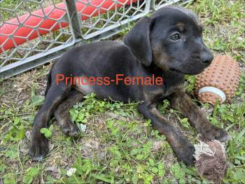 Hound Dogs Available for Adoption in Manchester, Connecticut - Princess | PetCurious