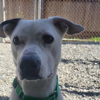 Pickles -  Mixed Breed Dog Available for Adoption in Port Angeles, Washington - Pickles | PetCurious