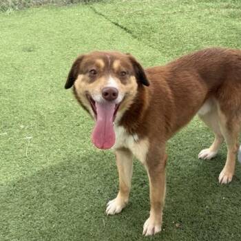 Fig -  Australian Shepherd Dog for Adoption in Albemarle, North Carolina - Fig | PetCurious