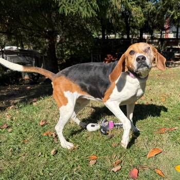 Rescue Beagle Dogs for Adoption in Latrobe, Pennsylvania - Brenda | PetCurious