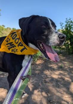 LACO -  Labrador Retriever and Mixed Breed Dog for Adoption in Albuquerque, New Mexico - LACO | PetCurious