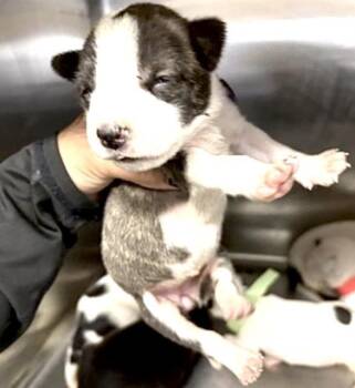 Pit Bull Terrier and Mixed Breed Dogs Available for Adoption in Houston, Texas - A654382 | PetCurious