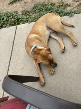Copper -  Labrador Retriever Dog for Adoption in Colorado Springs, Colorado - Copper | PetCurious