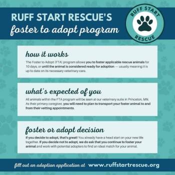 Yorkshire Terrier and Schnauzer Dogs Available for Adoption - Winnie *Arriving 2/7* | PetCurious