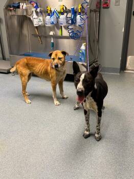 Lincoln -  Pit Bull Terrier Dog Available for Adoption in Sapulpa, Oklahoma - Lincoln | PetCurious