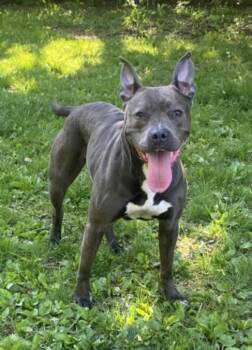 TONI BARXTON -  Pit Bull Terrier Dog for Adoption - TONI BARXTON | PetCurious