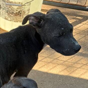 Mixed Breed Dogs Available for Adoption in Lake Jackson, Texas - Elvis | PetCurious