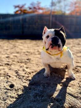 Flower -  American Bulldog Dog for Adoption in Muskegon, Michigan - Flower | PetCurious