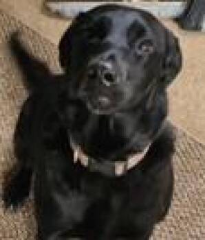 Sadie -  Black Labrador Retriever Dog for Adoption in Lead, South Dakota - Sadie | PetCurious