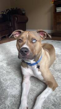 Rescue Mixed Breed Dogs for Adoption in Taycheedah, Wisconsin - Meatball | PetCurious
