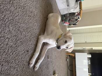 Labrador Retriever and Mixed Breed Dogs Available for Adoption in Severance, Colorado - Pistachio | PetCurious